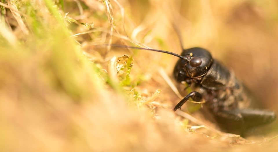 Once Near Extinction, Field Crickets Make a Triumphant Comeback on UK Heathlands