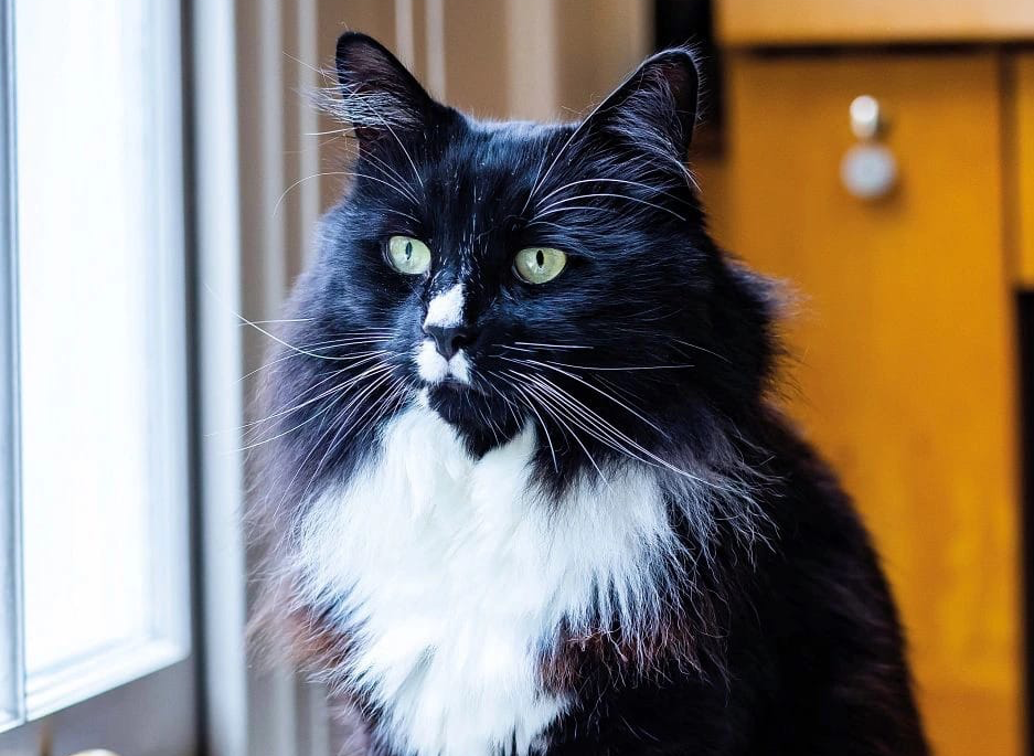 Cats Changing Lives Battle for Top Honours in Prestigious Awards