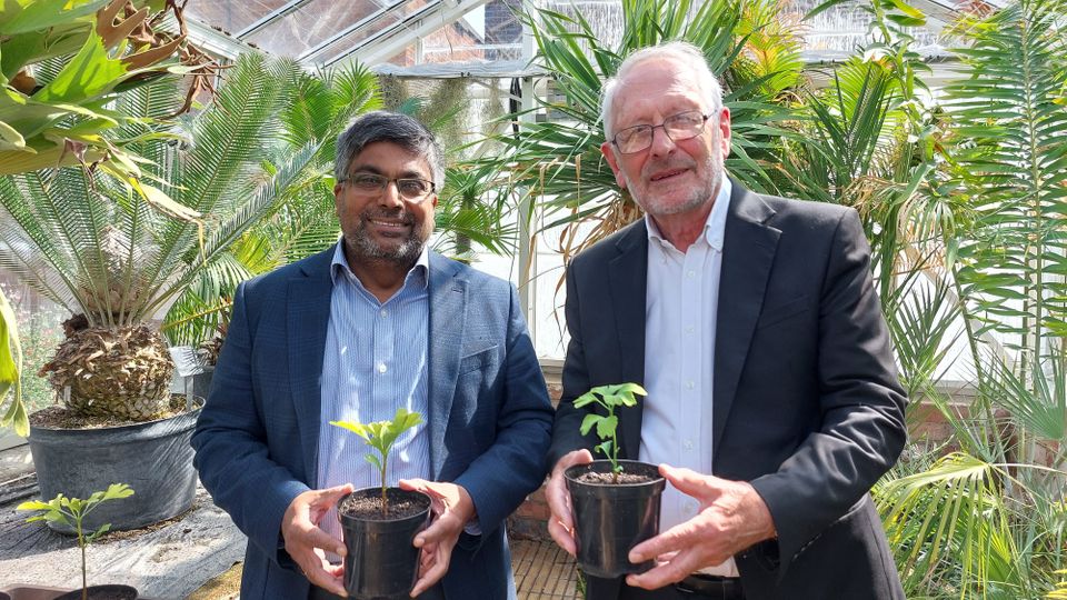 Seeds from Hiroshima Atomic Bomb Survivor Tree Take Root in Leicester