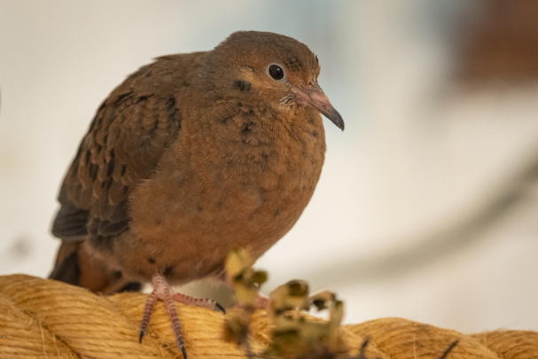 From Extinction to Hope: Milestone Chick Hatches at Whipsnade