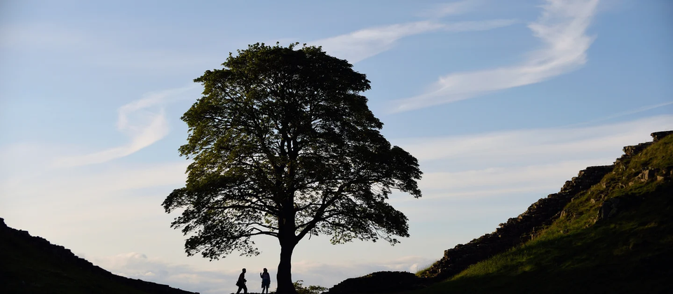 From Tragedy to Tribute: Sycamore Gap Timber to Inspire New Wave of Art