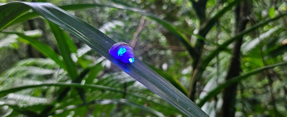 Over  7,000 ‘Glow-in-the-Dark' Snails Return to Island Homes