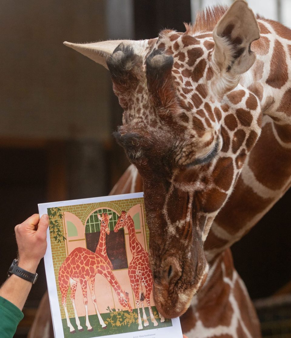 London Zoo’s Giraffes Take Centre Stage in New Underground Poster as ZSL Marks 200 Years