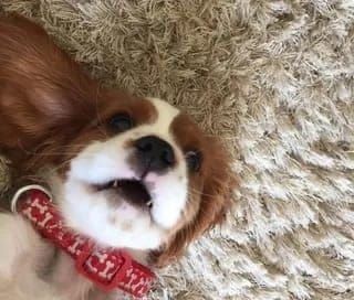 National Pet Month Study Shows Big Shift in UK Dog Breed Popularity
