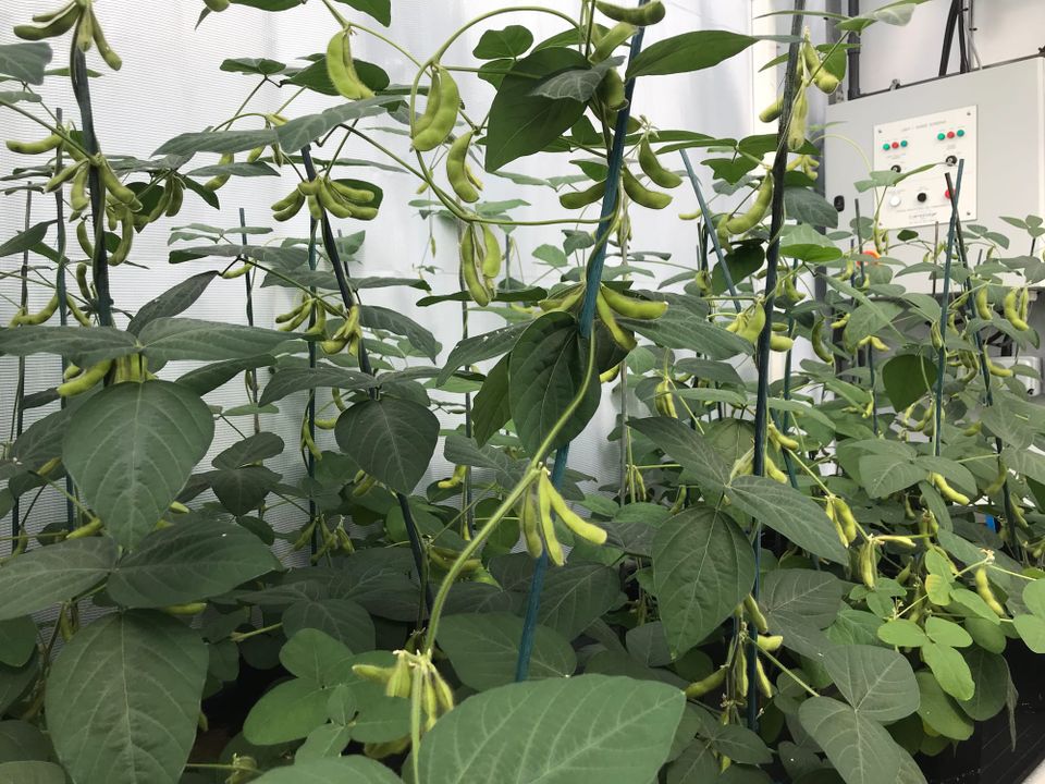 New Tech Tracks Soy Origins, Offering Breakthrough in Fight Against Deforestation