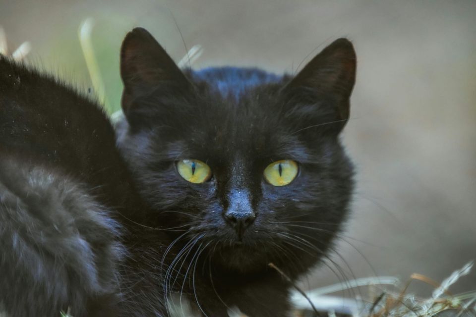 Rescued Landfill Kittens “Doing Really Well” After Dramatic Crusher Discovery