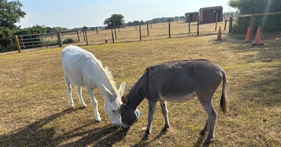 Dandi the donkey finds his happy-ever-after best friend