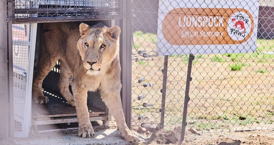 Rescued Lions and Tigers Begin New Lives at South African Sanctuary