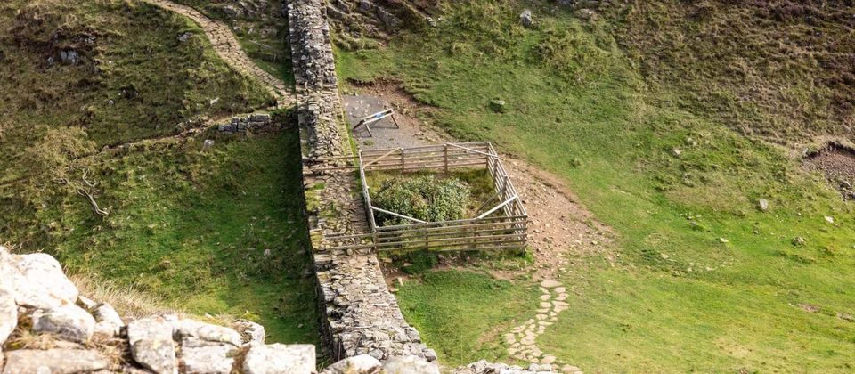Sycamore Gap tree shows hopeful signs of recovery three years after felling