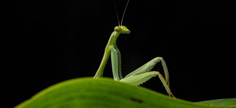 From wig-wearing caimans to handstanding leopards: meet the funniest wildlife finalists