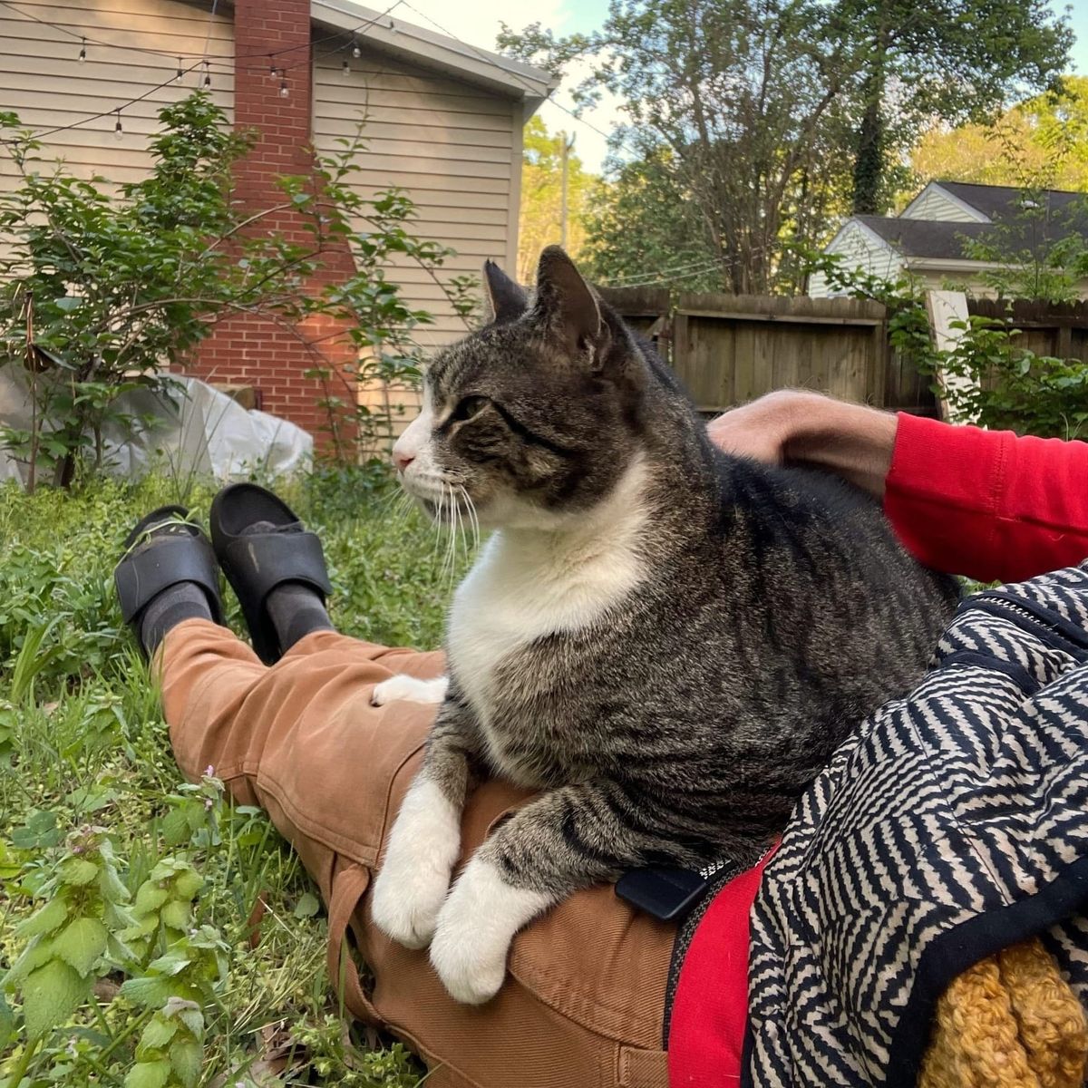 the author's legs are visible lying on grass and weeds while a regal cat rests on his lap, looking to the left side of the frame