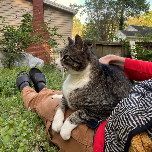 the author's legs are visible lying on grass and weeds while a regal cat rests on his lap, looking to the left side of the frame