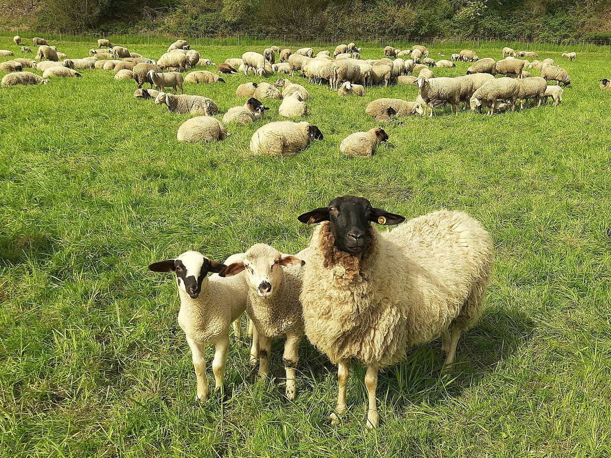 Live In Your Faith, Little Flock