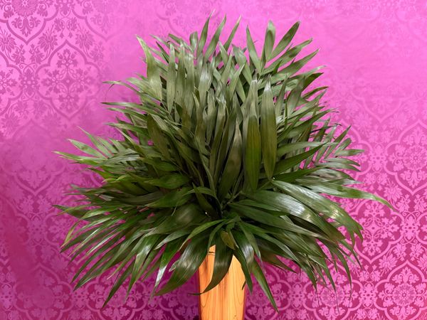 In Which Parade Are We Marching?