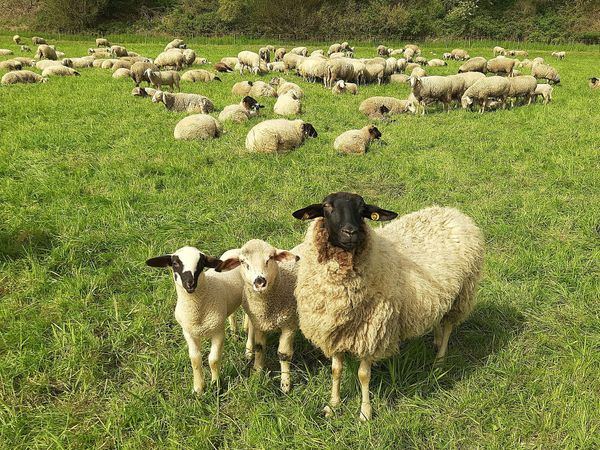 Live In Your Faith, Little Flock