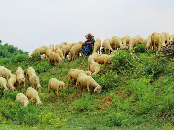 The Good Shepherd Needs No Fences