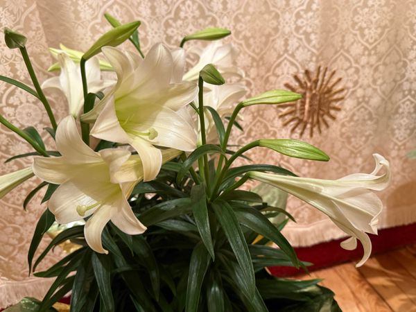 So Much More Can Be Mended