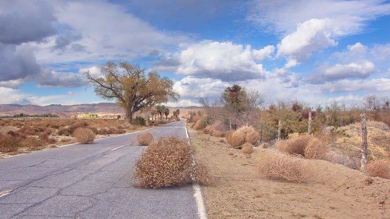 The New Year, or tumbleweeds for brains