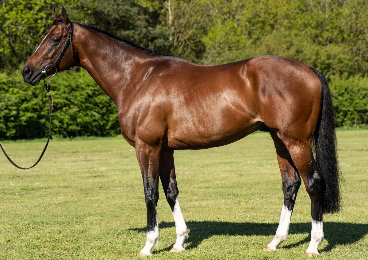 NZ 2026 first season sires