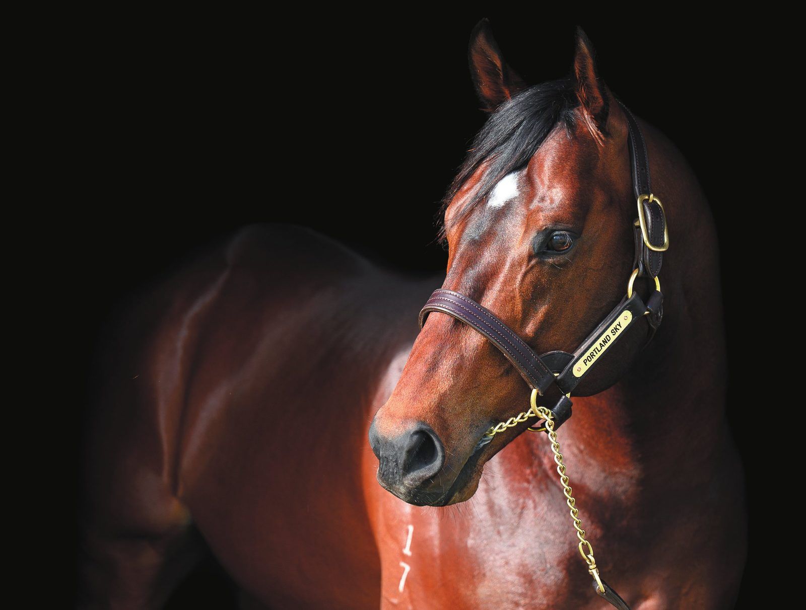 Fantastic range of first season sires on offer at Inglis Melbourne Premier 2025.