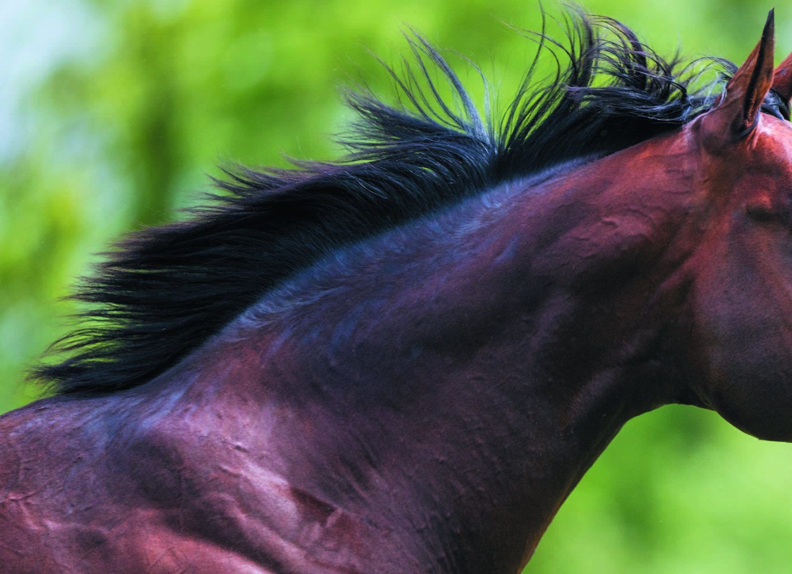 Yulong Stud
