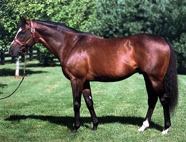 Great Broodmares in Thoroughbred History