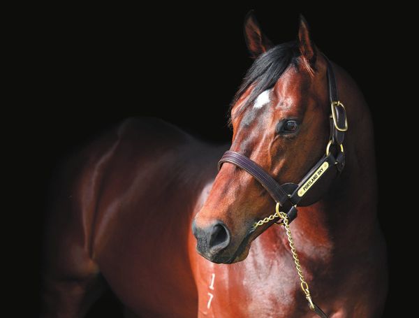 Fantastic range of first season sires on offer at Inglis Melbourne Premier 2025.