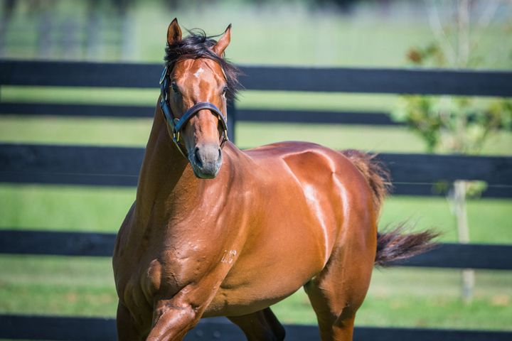 Machiavellian - Danehill