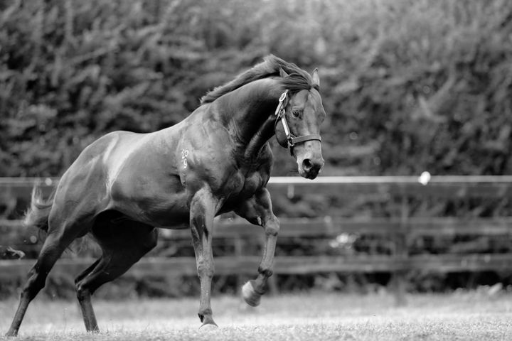 A tale of two sisters