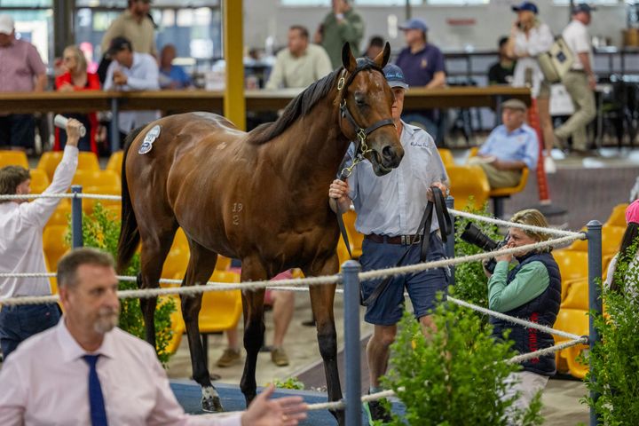 Magic Millions Adelaide