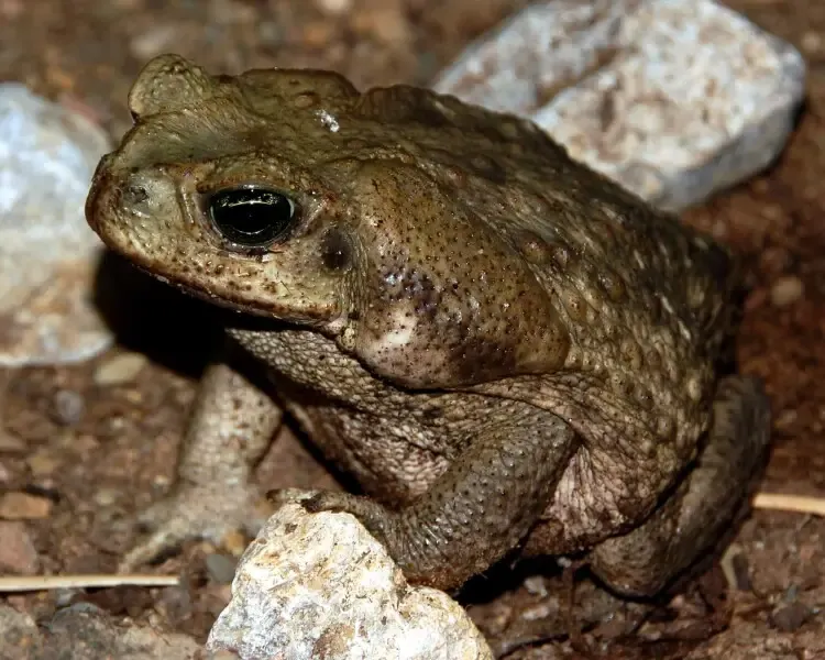The unlikely paradox of cane toads and artificial intelligence