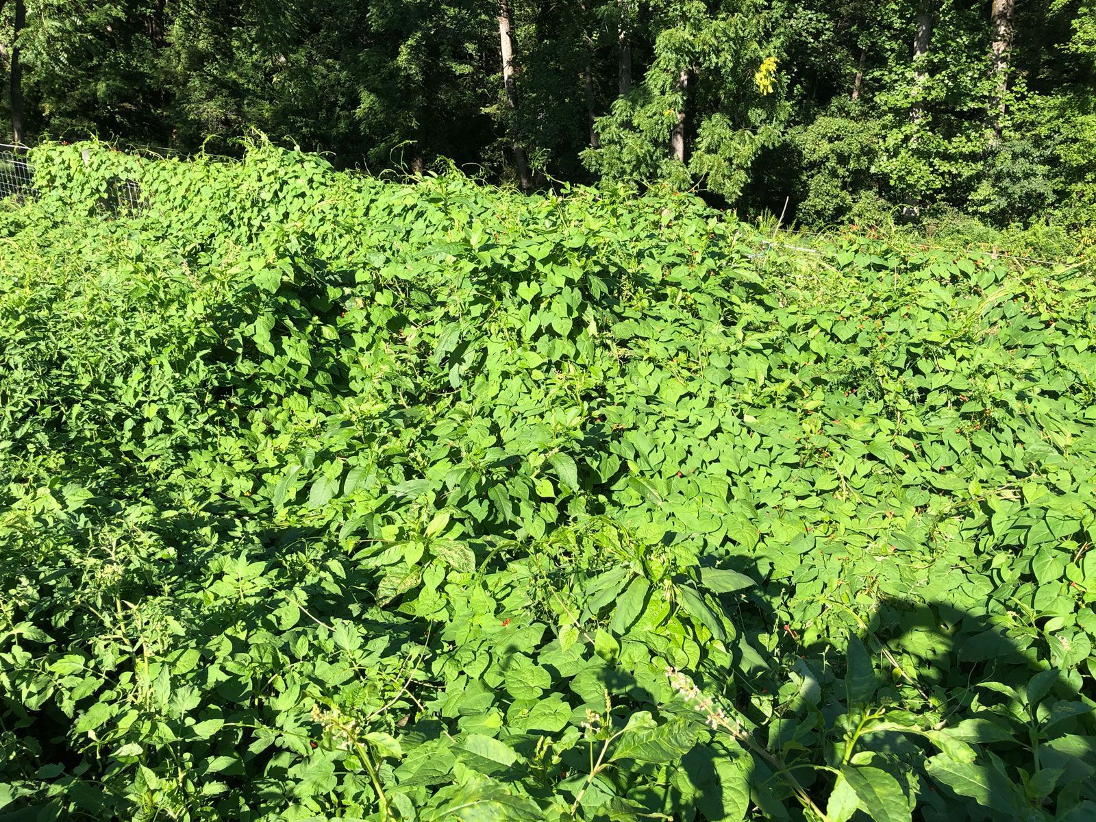 2020 Garden Review