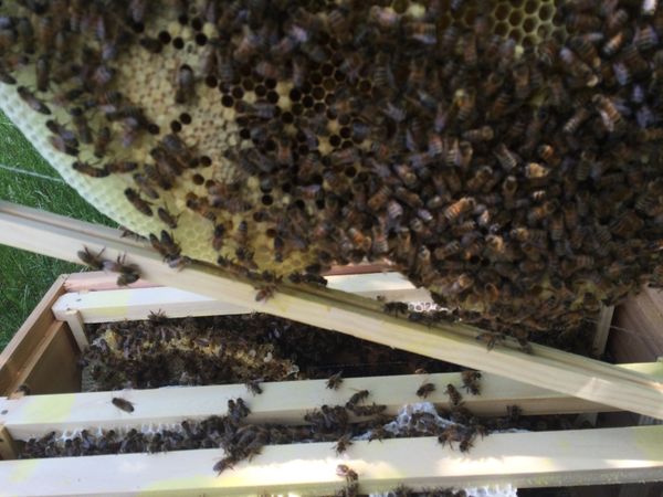 Making up for lost sunlight.