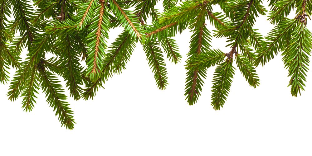 Pine Makes Its Rate Move