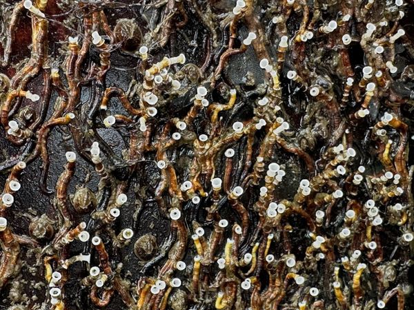 Monthnotes June 2025