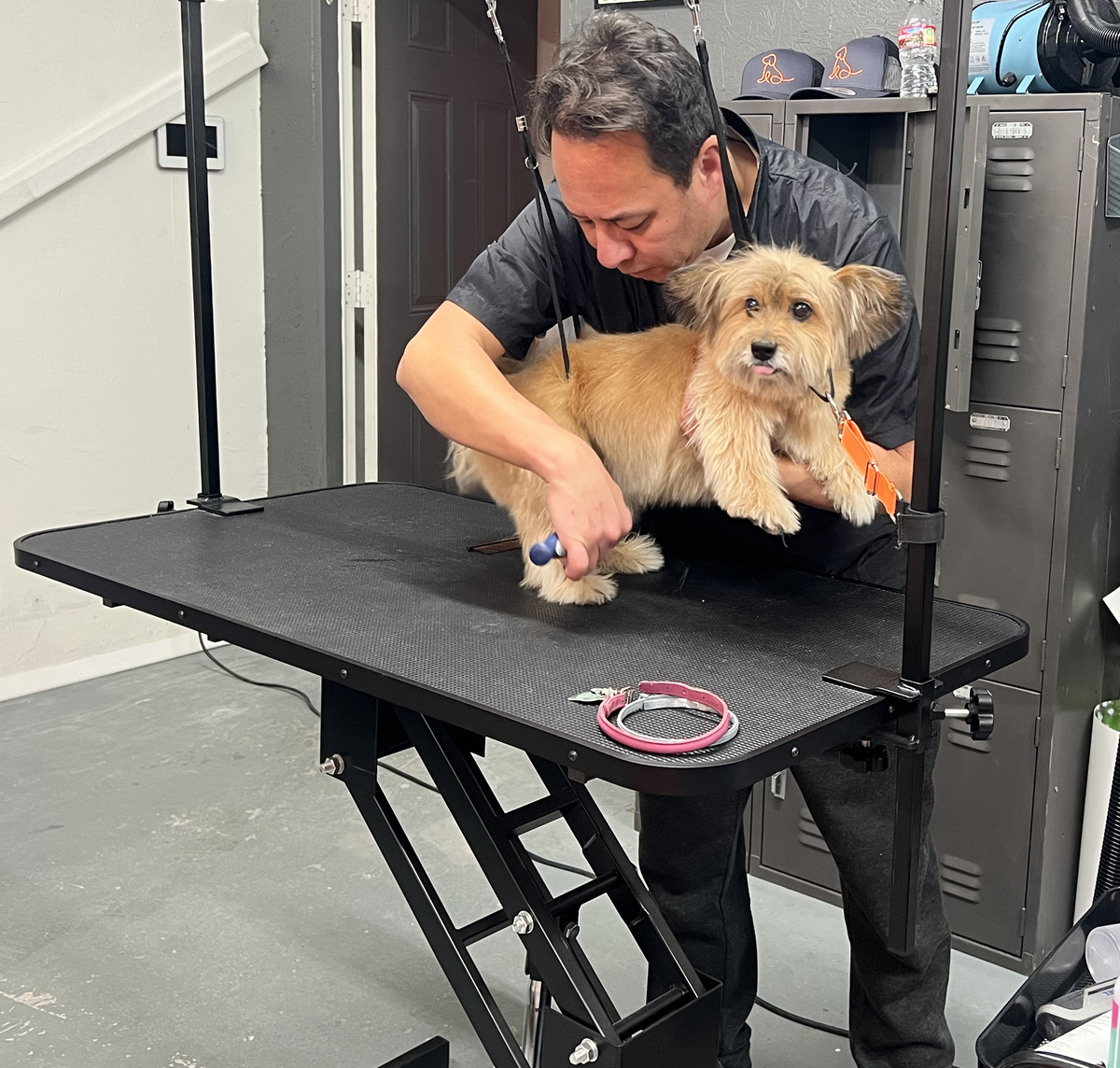 Pet project: From influencer marketing to well-being for dogs