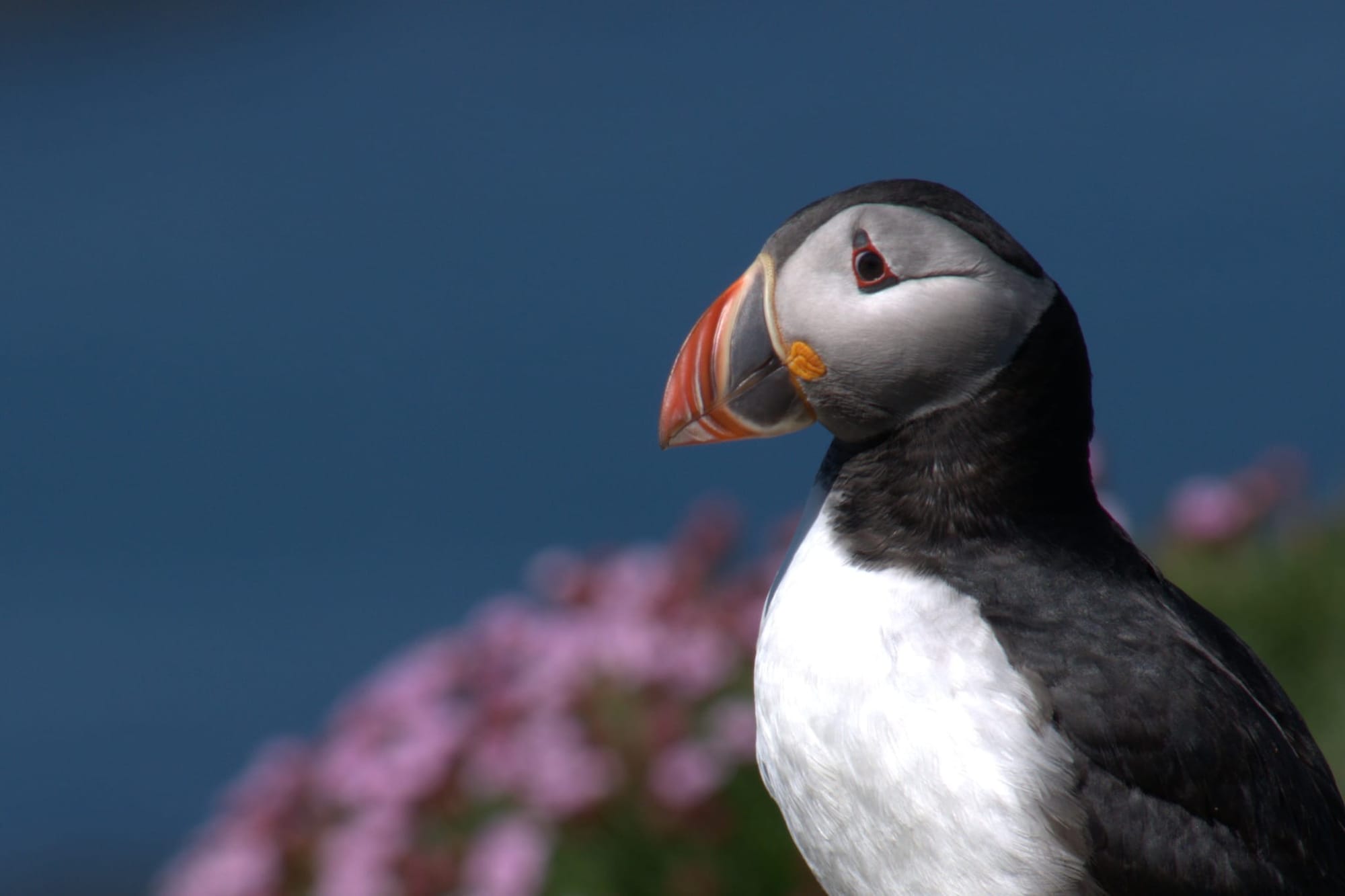 A puffin.