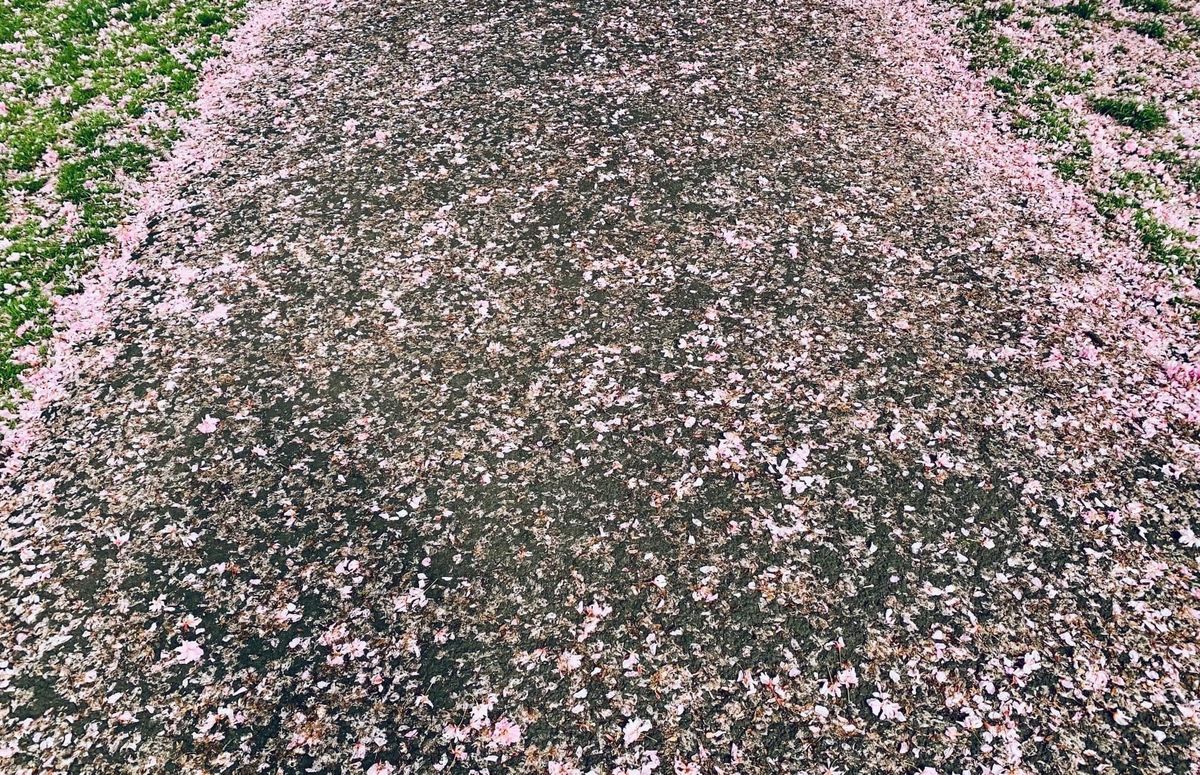 Pink blossom covering a path.