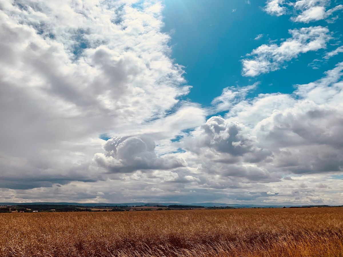 A golden wheat field with big clouds against a blue sky. 
