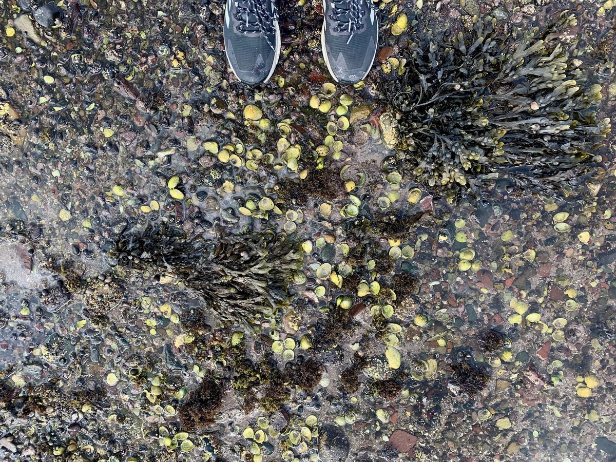 A rocky seashore seen from above with yellow-green shells. 