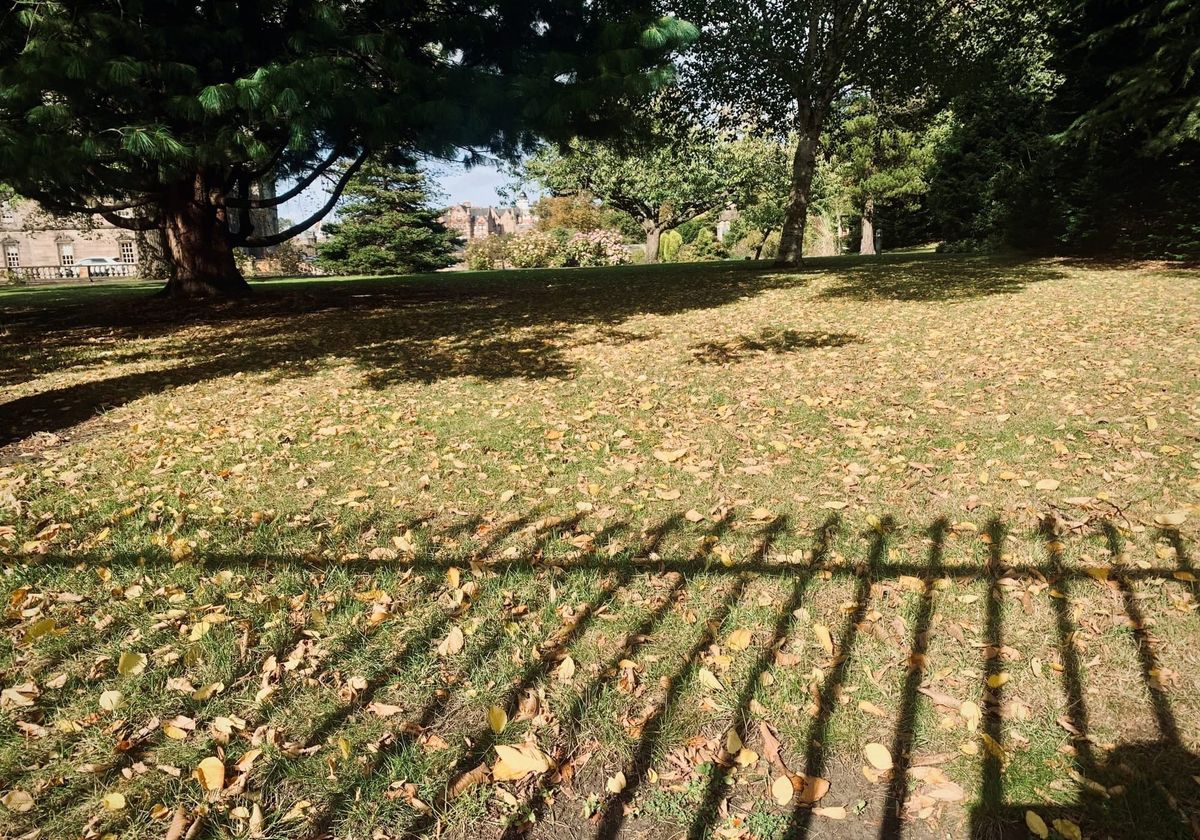 The shadow of a cast-iron fence against brown leaves on grass. 