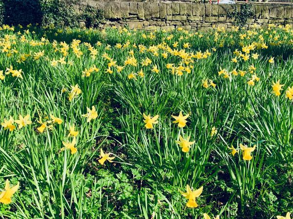 Daffodils on the Meadows, Edinburgh.
