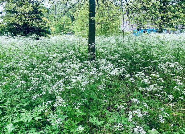 White meadow flowers under trees. 