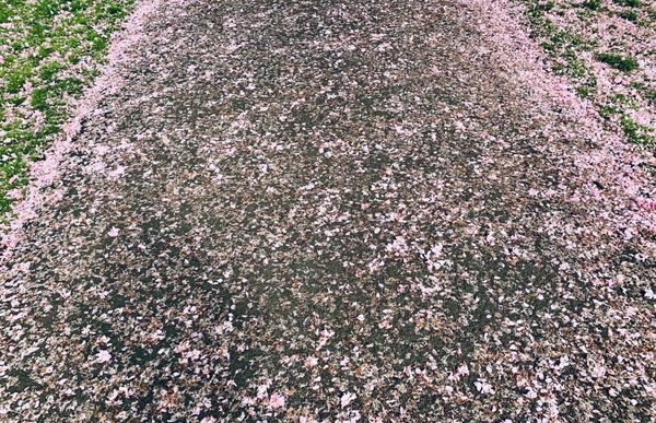 Pink blossom covering a path.