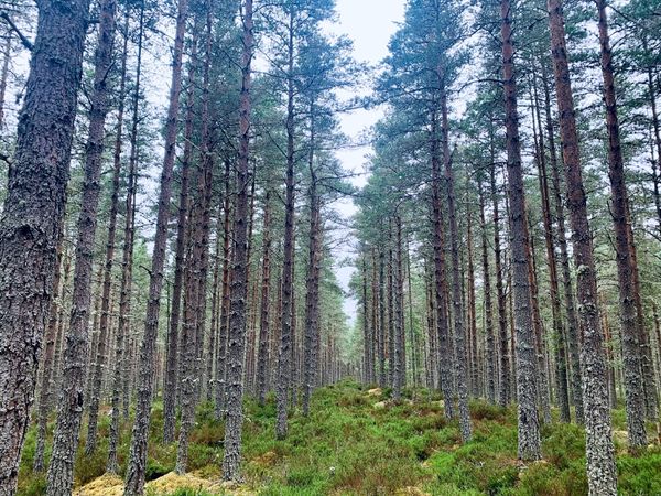 Forest pine trees