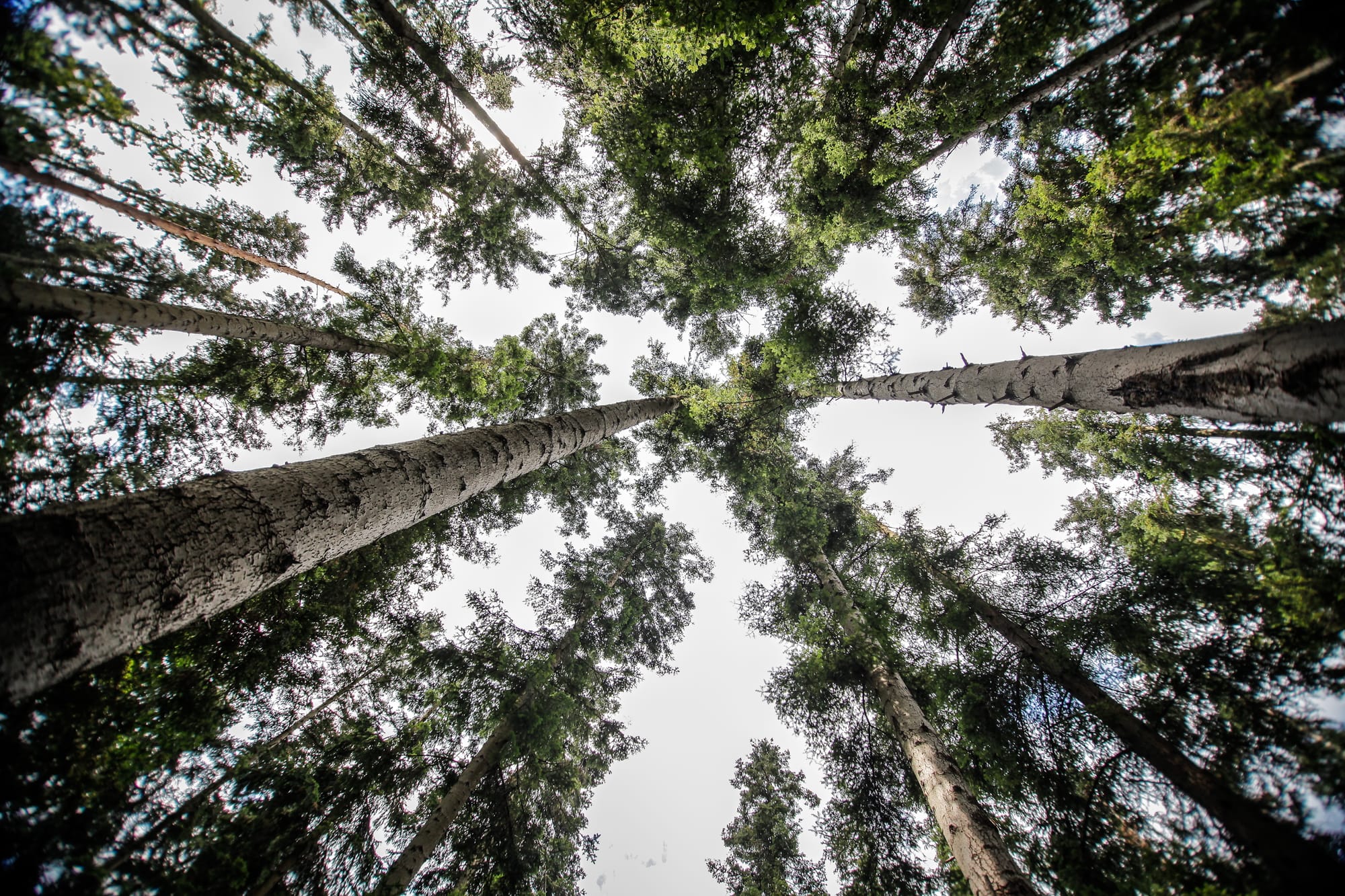 The Alchemy of the Canopy