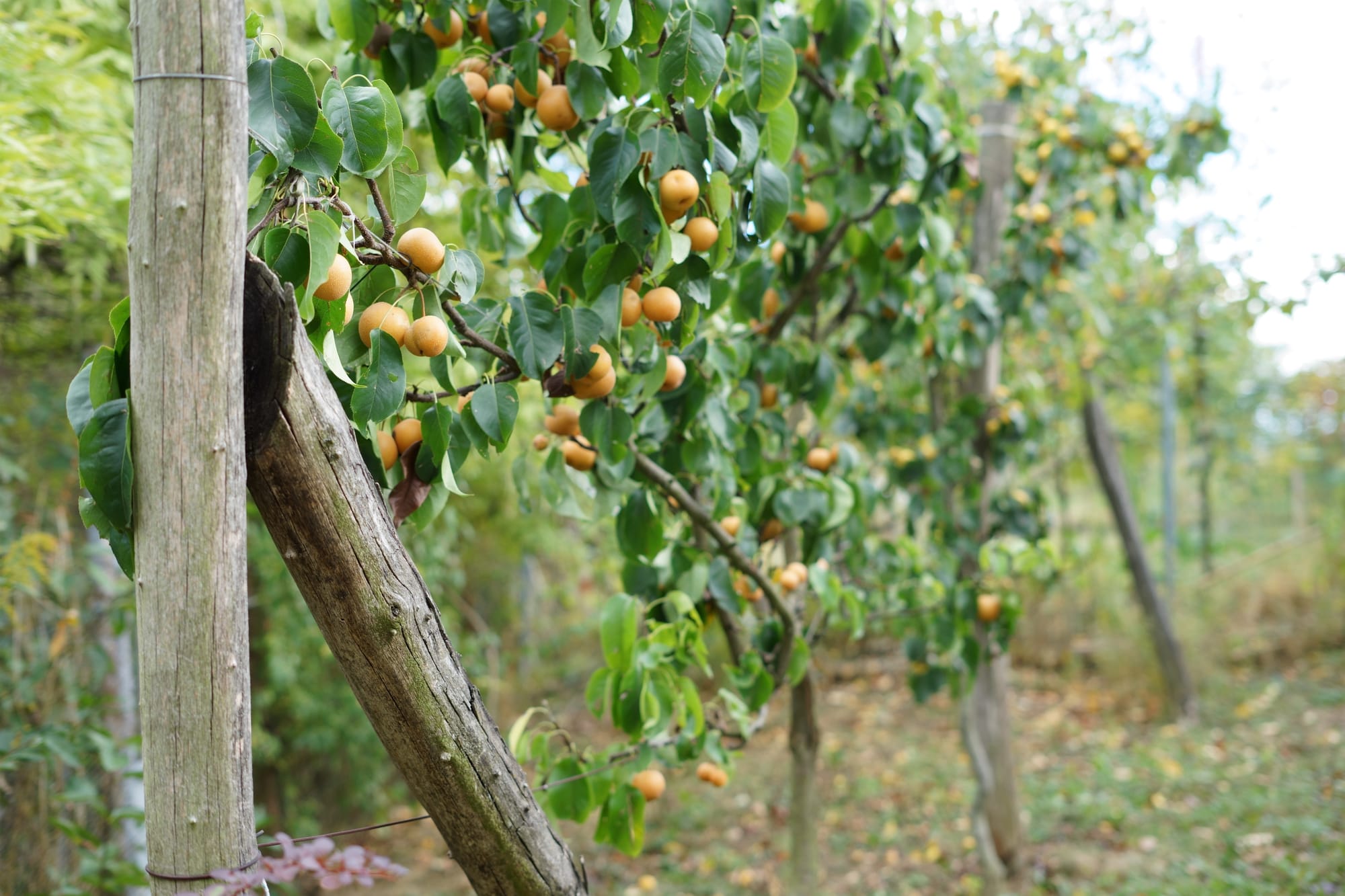 How a Gardener Is Made