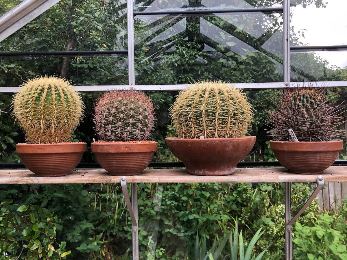 Terracotta army: why I will never give up my collection of clay pots