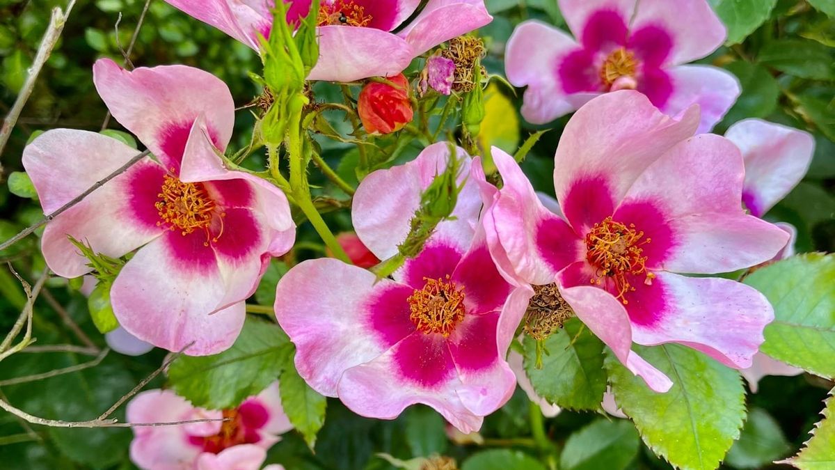 Persica roses