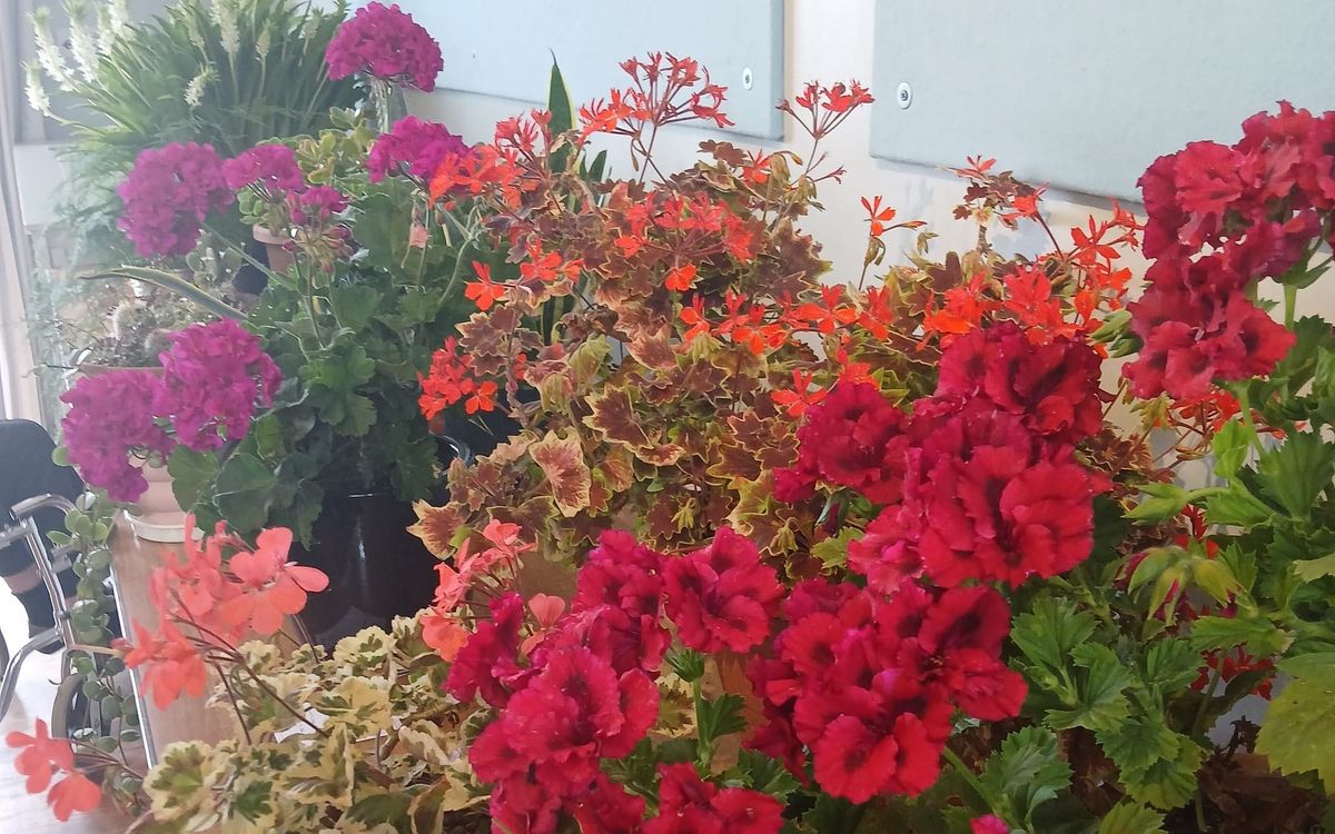 Mulch Ado: Triumph and Tantrums in the Village Hall